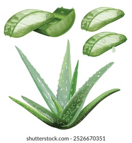 Aloe Vera digital gemalt, Vektor einzeln auf transparentem Hintergrund.