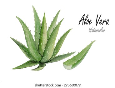 aloe vera.Han drawn watercolor painting on white background.Vector illustration