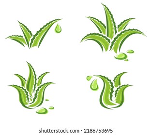 Aloe Vera elements ollection. Isolated Aloe Vera set. Vector