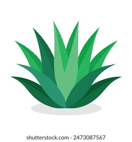 
Aloe vera flat vector illustration on white background.