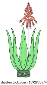 Aloe vera flower pot. Flowerpot blooms, red flower. Beautiful medicinal plant. Vector illustration.