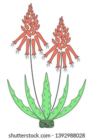 Aloe vera flower pot. Flowerpot blooms, red flower. Beautiful medicinal plant. Vector illustration.