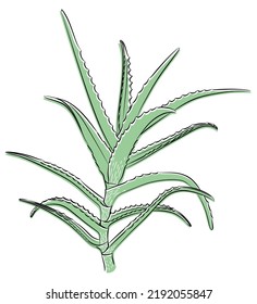 Aloe vera flower. Vector colored linear drawing.