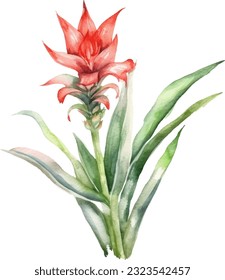  Ilustración de acuarela de flores de Aloe Vera. Diseño de elementos submarinos dibujados a mano. Elemento de diseño marino vectorial artístico. Ilustración para tarjetas de felicitación, impresión y otros proyectos de diseño.