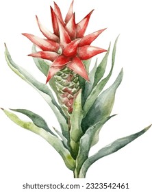  Aloe Vera Flower Watercolor illustration. Hand drawn underwater element design. Artistic vector marine design element. Illustration for greeting cards, printing and other design projects.