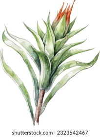  Ilustración de acuarela de flores de Aloe Vera. Diseño de elementos submarinos dibujados a mano. Elemento de diseño marino vectorial artístico. Ilustración para tarjetas de felicitación, impresión y otros proyectos de diseño.