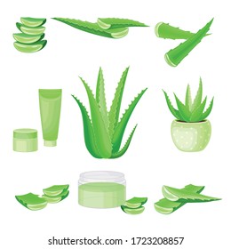 Aloe Vera as Flowering Succulent Plant with Thick Fleshy Leaves Vector Set