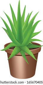 Aloe vera en una olla de flores
