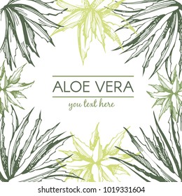 Aloe vera frame. Botanical hand drawn illustration. Engraved style.