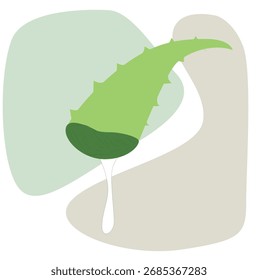 Aloe vera. Aloe vera recién cortado, 