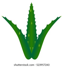Aloe vera with fresh drops.
