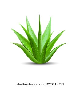 Aloe vera with fresh drops of water. Vector illustration isolated on white background.