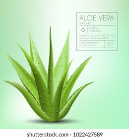 Aloe vera with fresh drops of water. Vector illustration isolated on white background.