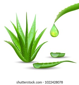 Aloe vera with fresh drops of water, oil for Skin Care Cosmetic or medicine. Vector illustration