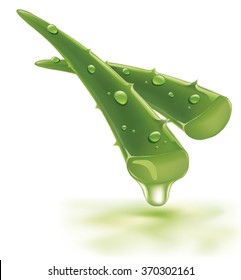 aloe vera with fresh drops of water