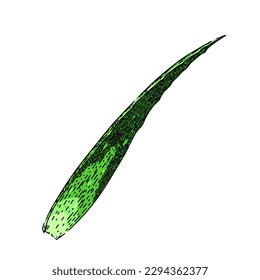 aloe vera fresh hand drawn. plant leaf, gel cosmetic, water green, care cactus, drop herbal aloe vera fresh vector sketch. isolated color illustration