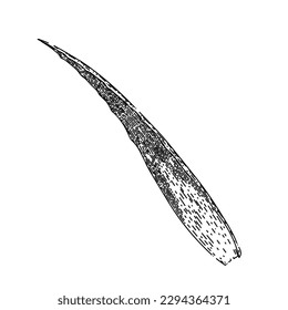 aloe vera fresh hand drawn. plant leaf, gel cosmetic, water green, care cactus, drop herbal aloe vera fresh vector sketch. isolated black illustration