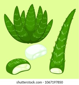 Aloe vera fresh and slice