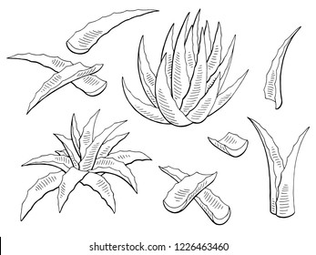 Aloe vera graphic black white isolated plant illustration vector