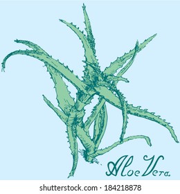 aloe vera green