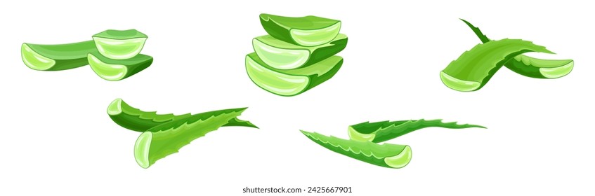 Aloe Vera Green Fleshy Leaf and Herb Vector Set