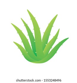 Aloe Vera green plant leaves isolated vector
