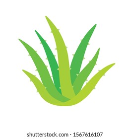Aloe Vera green plant leaves isolated flat vector