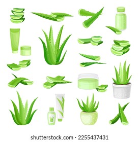 Planta verde de Aloe Vera con un exitoso conjunto de vectores de hojas fleshy