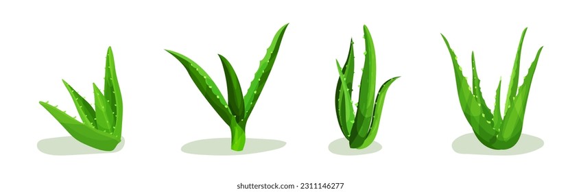 Aloe Vera Green Plant with Succulent Leaf Vector Set