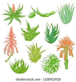 Aloe vera hand drawn set. Succulent plant with green fleshy leaves, juice used in cosmetics, ointments. Vector hand draw aloe plant illustration isolated on white background