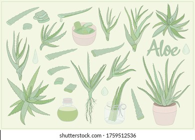 Aloe vera hand drawn set. Vector illustration. Healing and cosmetics herb.