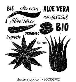 Aloe vera hand drawn set. Vector illustration