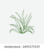 Aloe vera hand drawn vector illustration