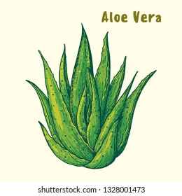 Aloe vera hand drawn. Vector illustration. Botanical design with aloe. Colorful illustration. Packaging design.