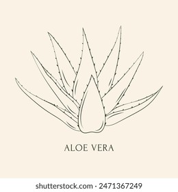 Aloe vera handgezeichnete Vektorillustration