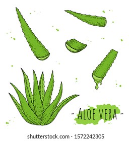 Aloe vera. Hand-drawn isolated objects on a white background. Vector cartoon illustrations.