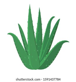 Aloe Vera healing flower vector medical illustration isolated on white background in flat design, infographic elements, Aloe Vera herb icon.