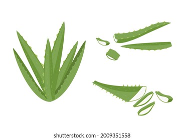 Aloe vera herb vector isolated on white background ep05
