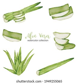 Aloe vera herb in watercolor collection design with full and slice and cut in half,  Drawing set  Flat Design Vector Illustration