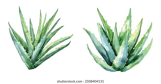 Aloe Vera Herb Aquarellgrafik. Handgezeichnete Bio-gesunde Aloe Vera Pflanze, natürliche Hautpflege Element aus Blättern. einzeln auf weißem Hintergrund.