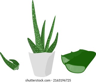 Aloe Vera herbs plant potted illustration vector 