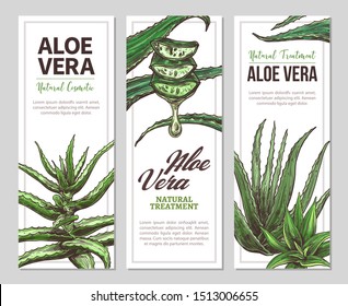 Aloe vera horizontal banners. Vector hand drawn design temlate for web. Botanical illustration