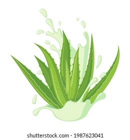 Aloe Vera icon isolated on white background. Ayurvedic medicinal plant. Vector illustration