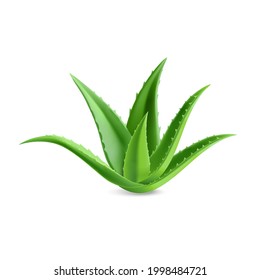 Aloe vera icon. Realistic illustration of aloe vera vector icon for web design isolated on white background