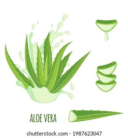 Aloe Vera icon set isolated on white background. Ayurvedic medicinal plant. Vector illustration
