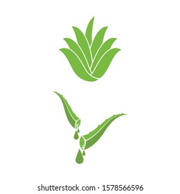 Aloe vera icon Vector Illustration design Logo template