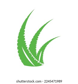 aloe vera icon vector illustration template design