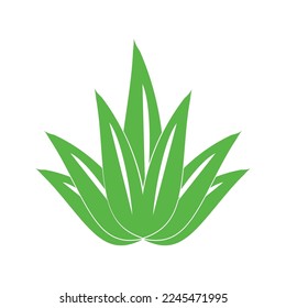 aloe vera icon vector illustration template design