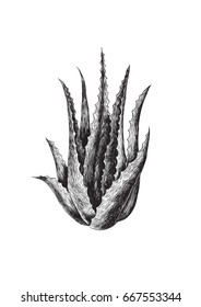 Aloe Vera Illustration
