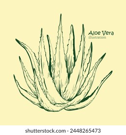 Aloe Vera illustration. Hand drawn element design. Artistic vector marine design element. Illustration for printing and other design projects.